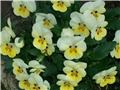 maćuhice - lat. Viola x wittrockiana (multiflora)